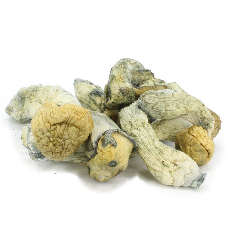 Magic Mushrooms - Penis Envy