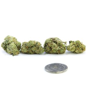 Pressure - AAA (small buds)