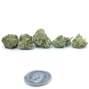 Spiked Punch - AAA+ (small buds)